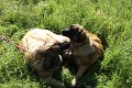 Nachzuchttreffen 08_08 037
